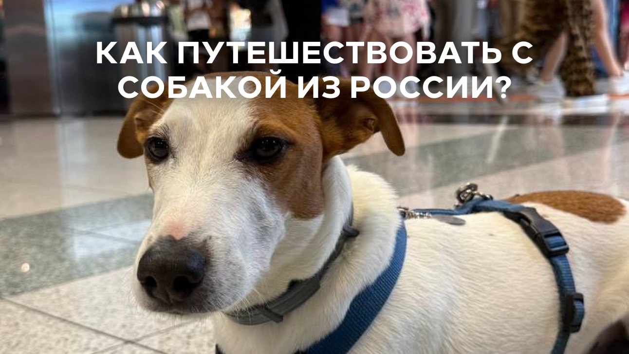 Вуф Вингс | как путешествовать с собакой