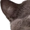 ๐คฉ