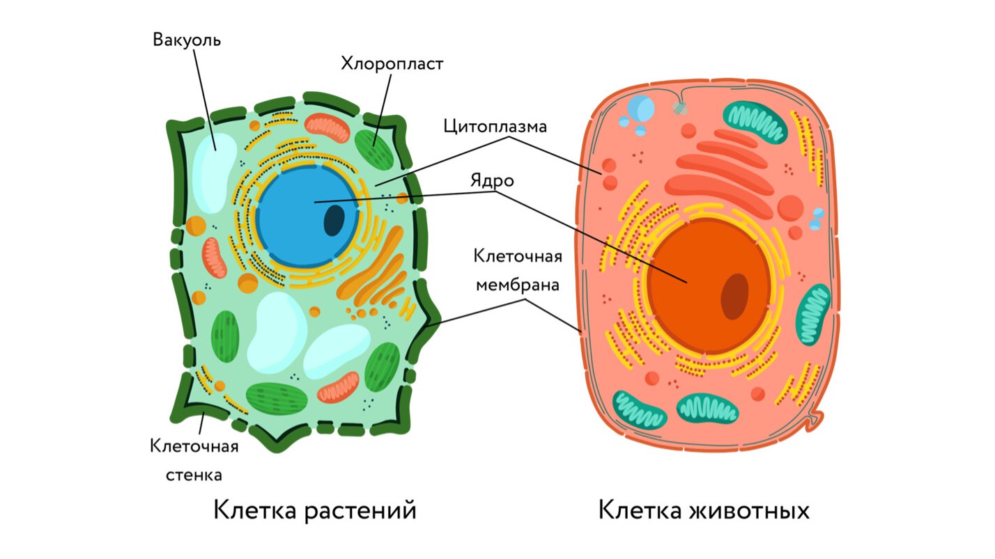 Федос Кокос | Биология ОГЭ и ЕГЭ | 100балльный репетитор