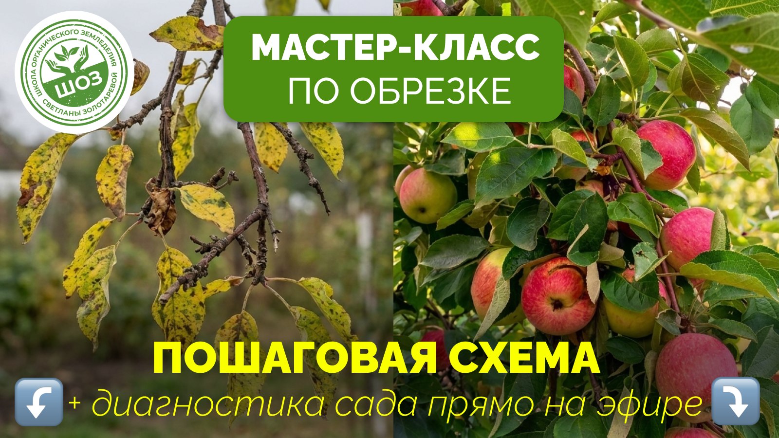 Мастер-класс по обрезке деревьев